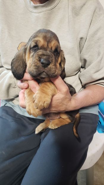 Red ribbon male 4 weeks 10/26/20
