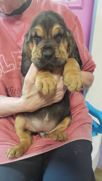 Flowers Ribbon female 5 weeks 12/20/20
