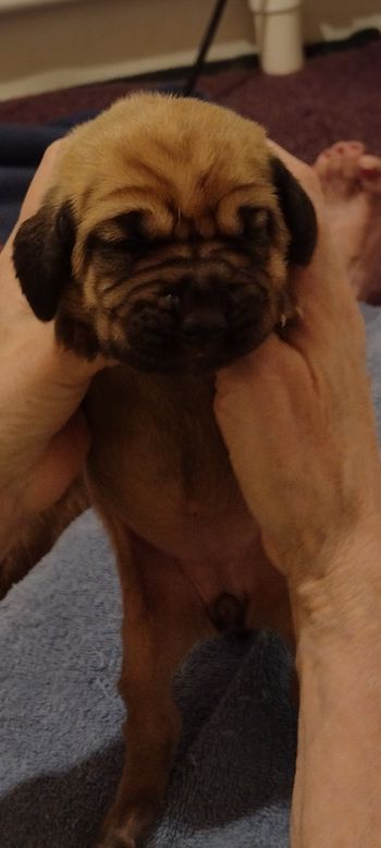 black w/white paws ribbon female 1 week 08/17/22
