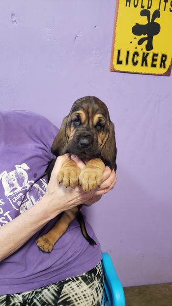 Green ribbon male 4 weeks
