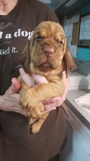 White dot female 3 weeks 9/1/20
