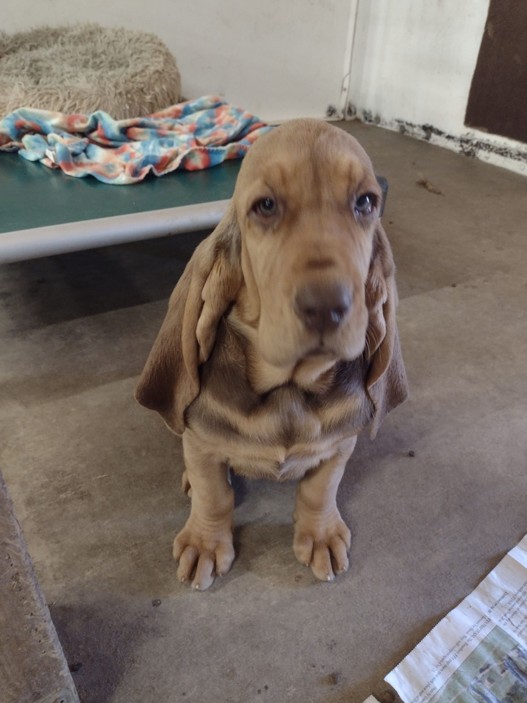 Cyclone best sale ridge bloodhounds