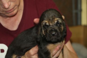 Black/tan female 4 weeks old 6/19/17
