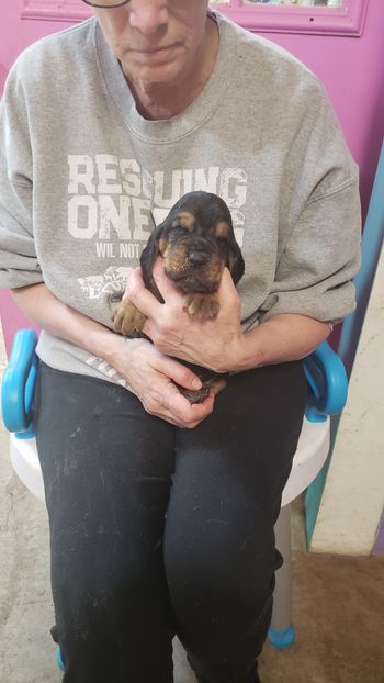 Red/white Stripe male 3 weeks 12/6/20
