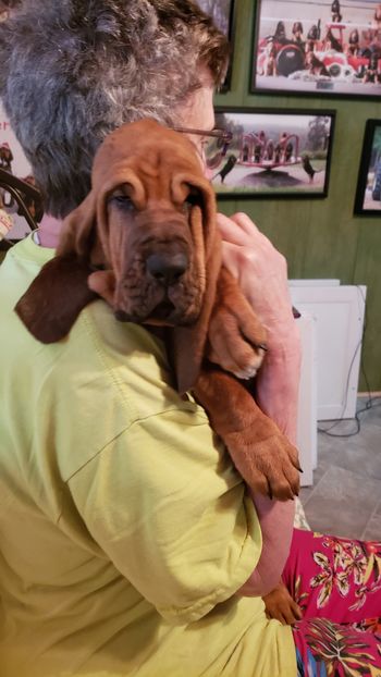 Lavender Ribbon Female 9 weeks 8/5/20
