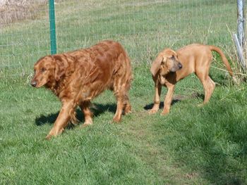 Rue and one of her new buddies! 4/8/12
