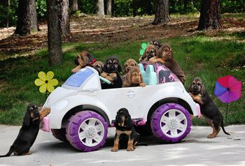 The getaway car professional group shot! 6 weeks old almost when taken! 7/1/17
