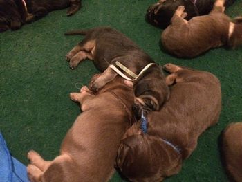 look at the different color of liver  6/8/16 5 days old
