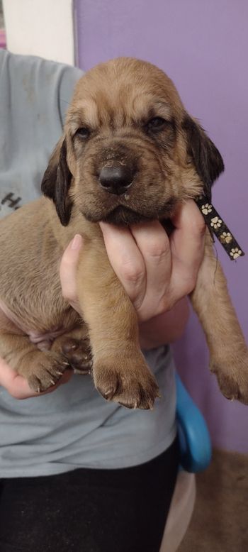 White Paws Male 3 weeks  9/20/21
