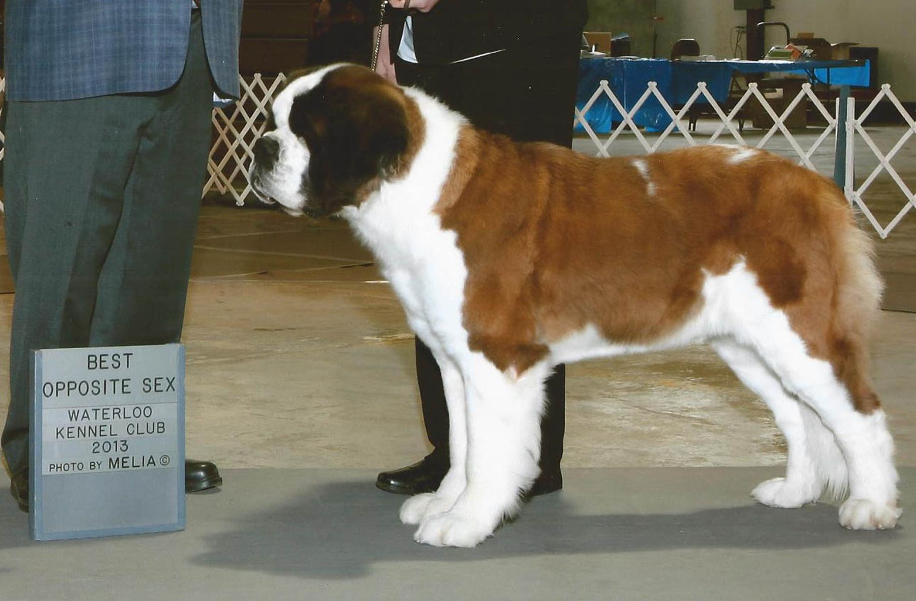 St bernard deals kennel club