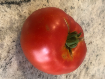 Tom the Tomato
