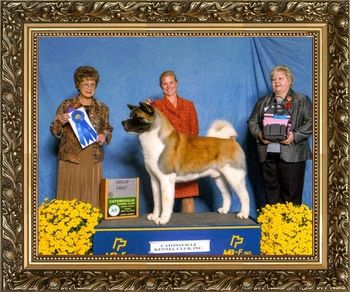 GCH CR -WICCA'S TRADE SECRET Owner:Thomas Bavaria & Ann Bavaria & Joann Charnik & Carla Burke Breeder:Carla Burke & Jo Ann Charnik. Judge:Mrs. Patricia V. Trotter
