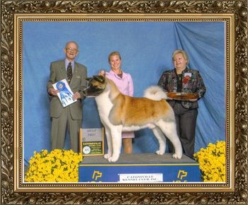 GCH CR-Wicca's Trade Secret
Owner: Thomas Bavaria & Ann Bavaria & Joann Charnik & Carla Burke
Breeder: Carla Burke & Joann Charnik
Judge: Mr. Frank L McCartha
