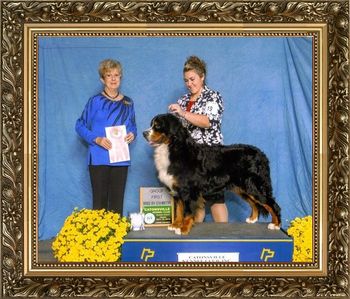 VON ENGEL'S POSITIVE MAGIC Owner:Sherry Von Engel & Kasey Von Engel Breeder:Sherry Von Engel & Kasey Von Engel Judge:
