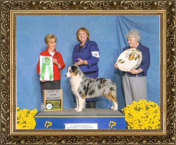 Oakhurst Arborview Dancin' With The Starz
Owner: Belinda Rhoads & Karen Mallory
Breeder: Belinda Rhoads& Karen Mallory
Judge:
