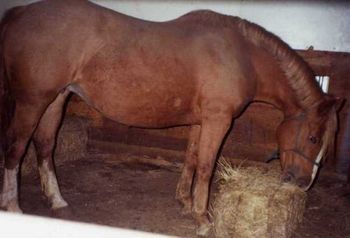 Pintabian stallion X Grade mare:
