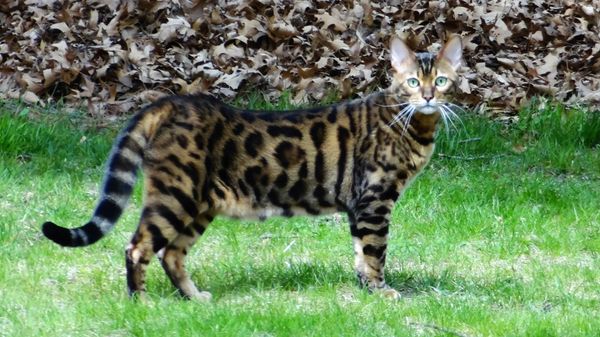 Meet DANCINDOTS GEORGE JONES.  He is a large brown spotted bengal who thinks he's meant to be a dog.  He has become the mascot of our cattery.  He has an almost toddler-like personality.  Everybody loves George. 