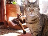 It all began with Leo - he was a great sport as we filled his house with brown cats!  RIP Dear old man.
