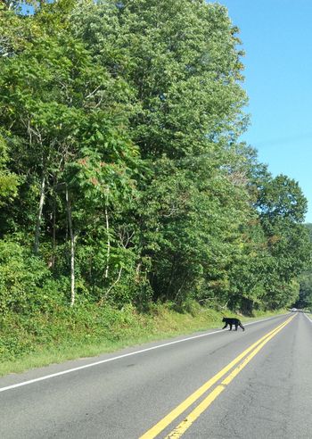 Bear cub crossing road in Shenandoah National Park
