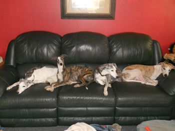 The Whippets
