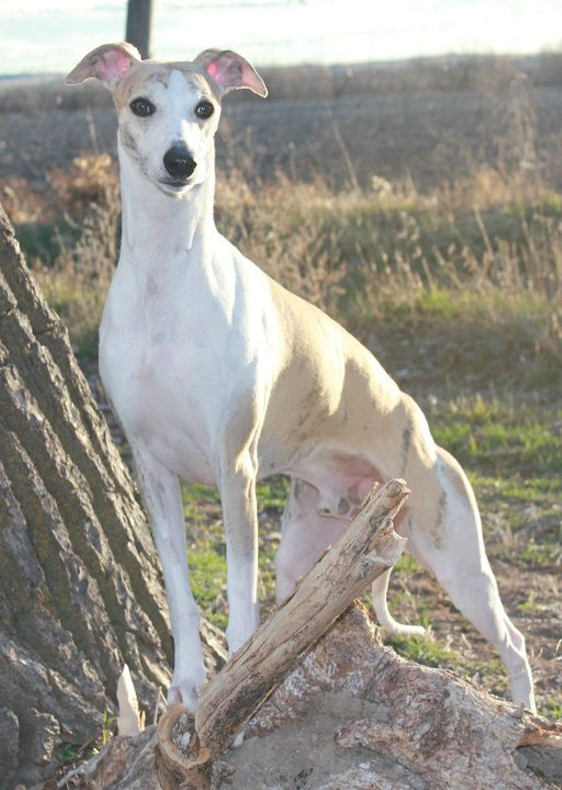 Pinnacle whippets sales