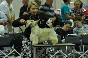 Whitney showing at our National Sweepstakes in PA.
