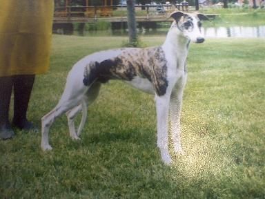 Ch. Tala Ab's Majestic Masterpiece "Milo" Our first Champion Whippet at Chyscott