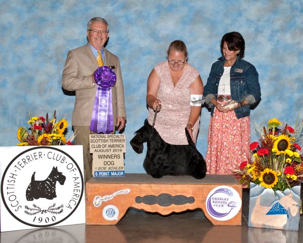 Finn - first weekend out goes WD at the Scottish Terrier club of America Rotating National Specialty for a 5 pt major!