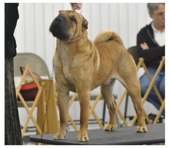 Miller at 16 months of age at the Berkshire Specialty Shows where he wins back to back Best Of Breed!
