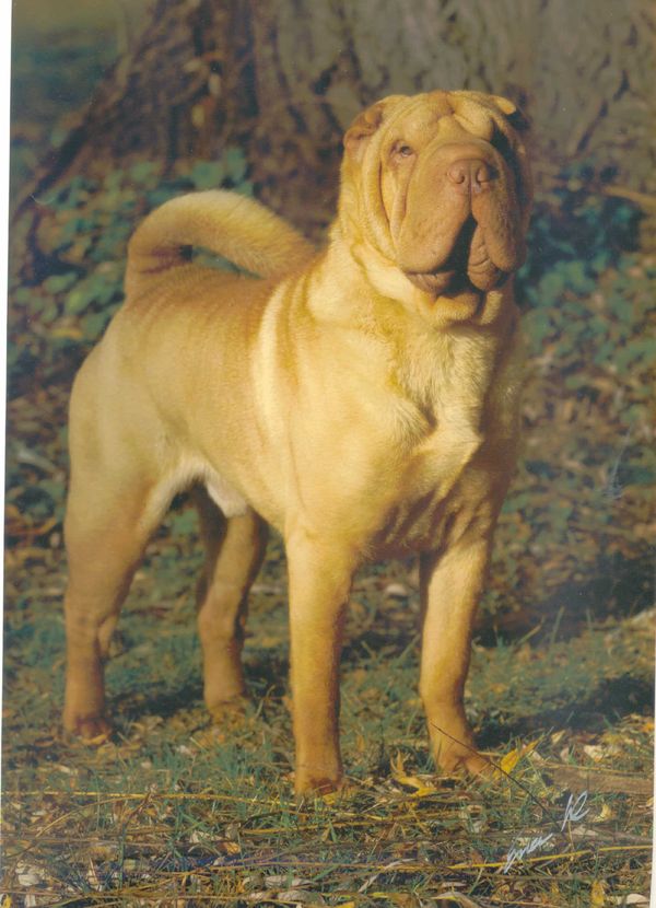 Blonde shar hot sale pei