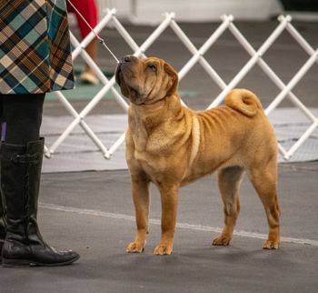 Candid phots in ring 11 months of age
