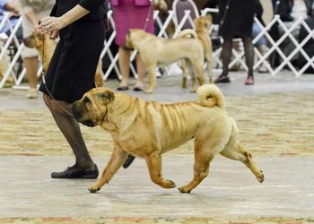 Snapple at the 2014 National Specialty.
