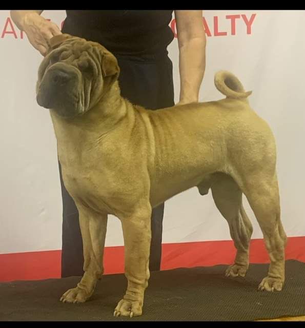 Shar best sale pei crufts