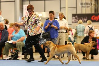 Ursa with owner Alicia in Helsinki Finland at the 2014 WDS.  Ursa was winner of the open class.
