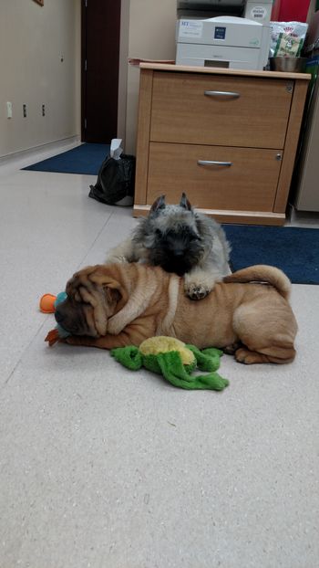 Chelsea and her BFF, Banner The Bouvier
