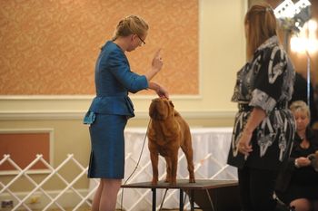 Ruby at the 2012 National Specialty
