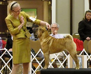 Miller 14 months of age
2013 National Specialty
