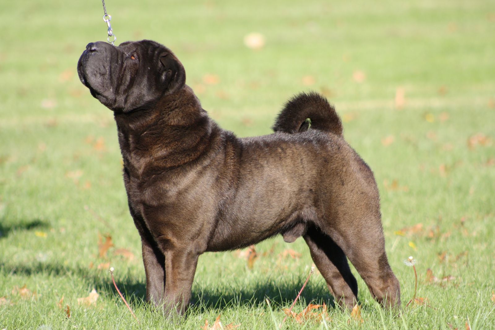 Shine Shar-Pei - Smooch