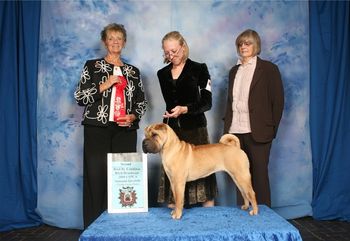 Ch. Shine's Ticket To The Stars winning RWB at the Regional Specialty. Uma also placed 2 in Bred By Brushcoat at the National Specialty.
