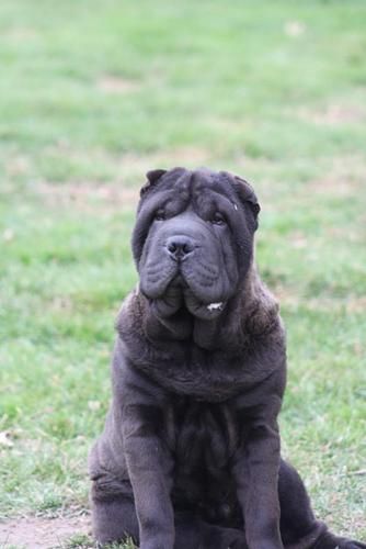 Smooch at 6 months of age
