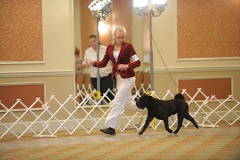 Smooch at the 2012 Nationals where he received an AOM
