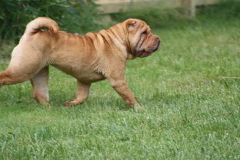 Hatter 6 months of age
