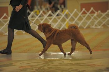 Ruby at the 2012 National Specialty
