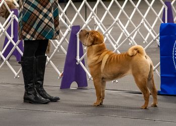 Candid phots in ring 11 months of age
