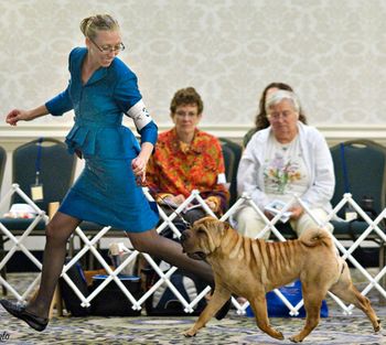 Tinsel at the National Specialty 2011. She was Reserve Winner's Bitch at the regional specialty and was won the bred by class at the National Specialty.
