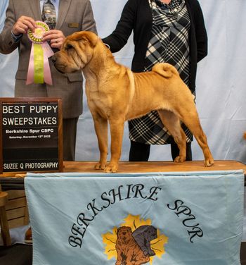 Best In Sweeps Berkshire specialty show
