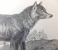 Wolf Run at Sonoma Springs Community Hall