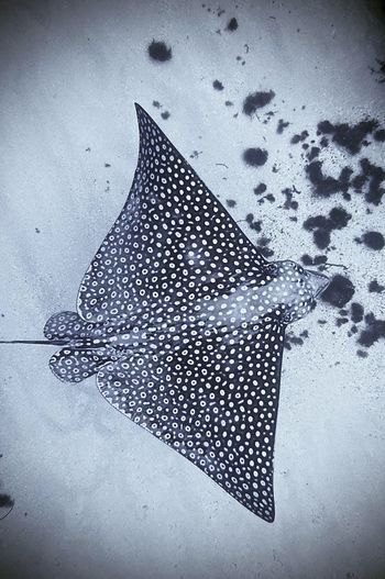 Spotted eagle  ray underwater photo by Kiva St. Croix USVI
