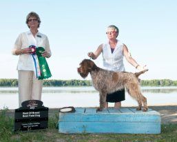 CH (CAN)CH(FCC) Duchasseur Éden FDJ,NA II ( BOB spécialité et Best Field dog) LongSault 2012
