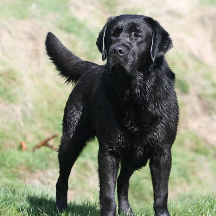 Cigwn Labradors - Etta's litter born on 4 April 2023